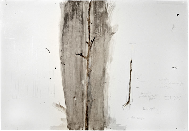 Karina Waschko, Bois 25, 2011, 50 x 72 cm, encre et acrylique sur carton 