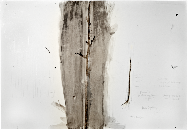 Bois 25, 2011, 50 x 72 cm, encre et acrylique sur carton